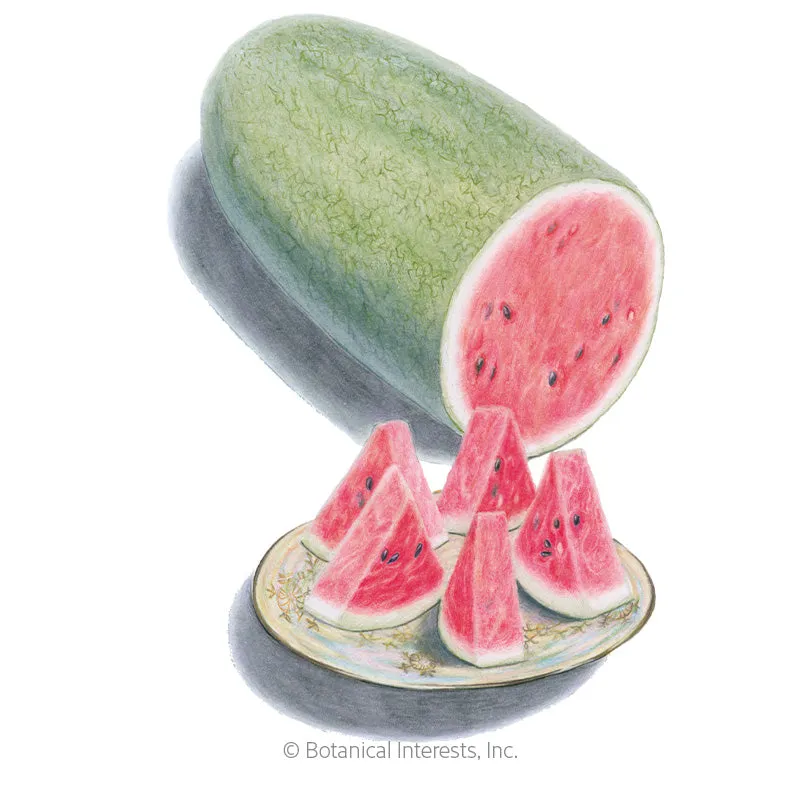 Charleston Gray Watermelon Seeds